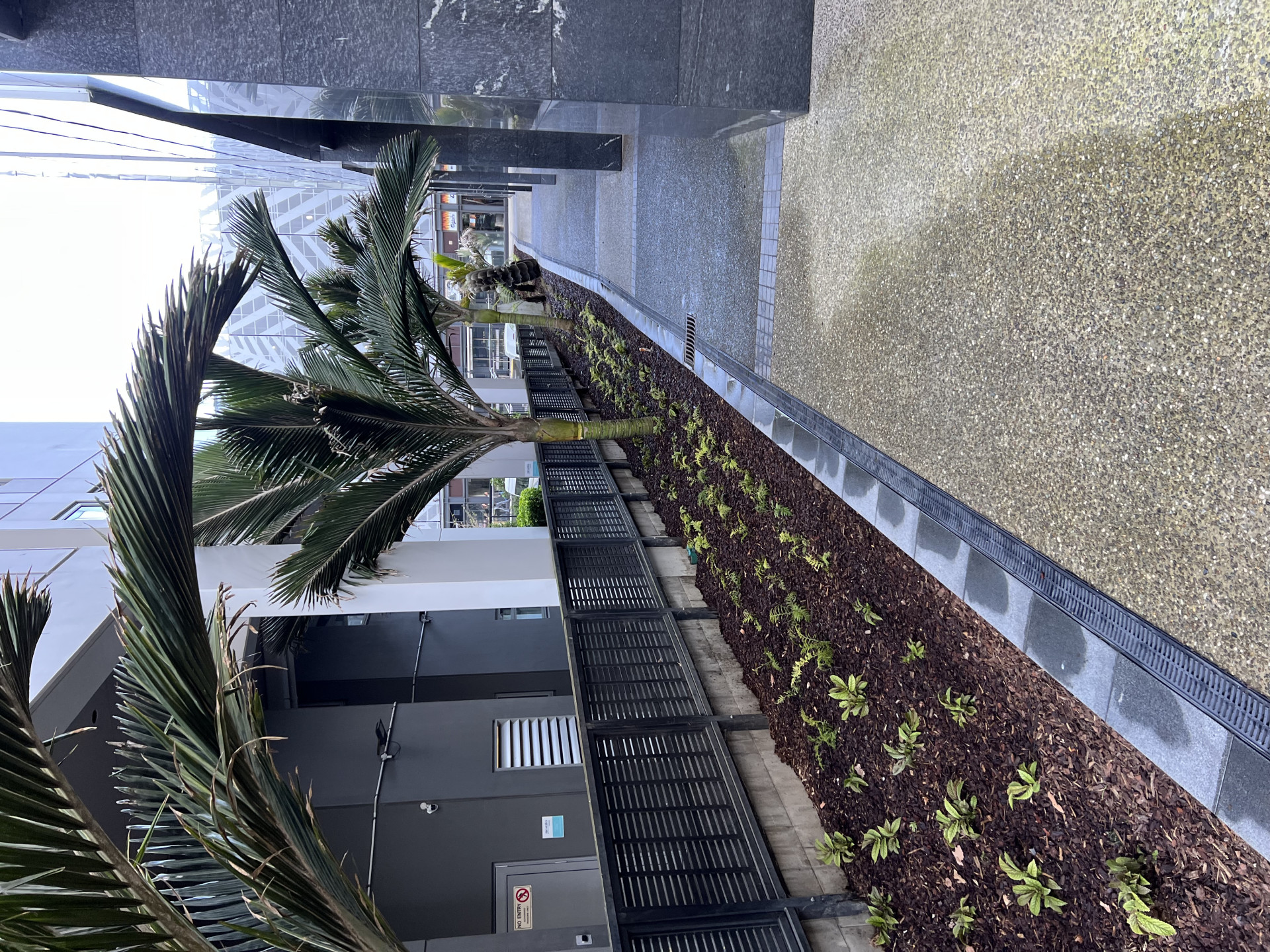 Freshly planted garden beds with nikau palms and mulch along a commercial building walkway in Auckland CBD maintained by Masterscape
