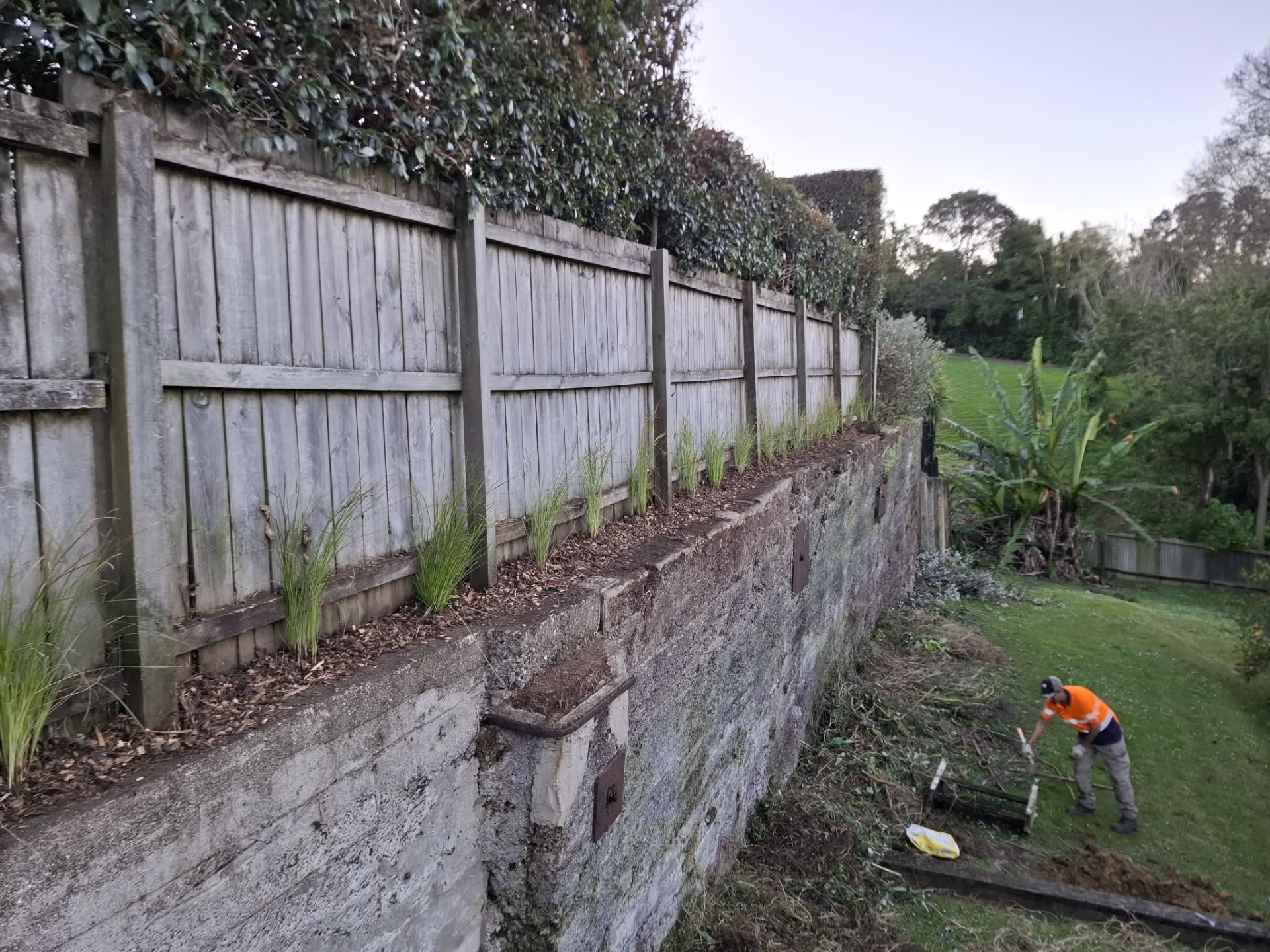 Masterscape crew member completing garden bed planting and cleanup along a retaining wall at a residential property in Auckland