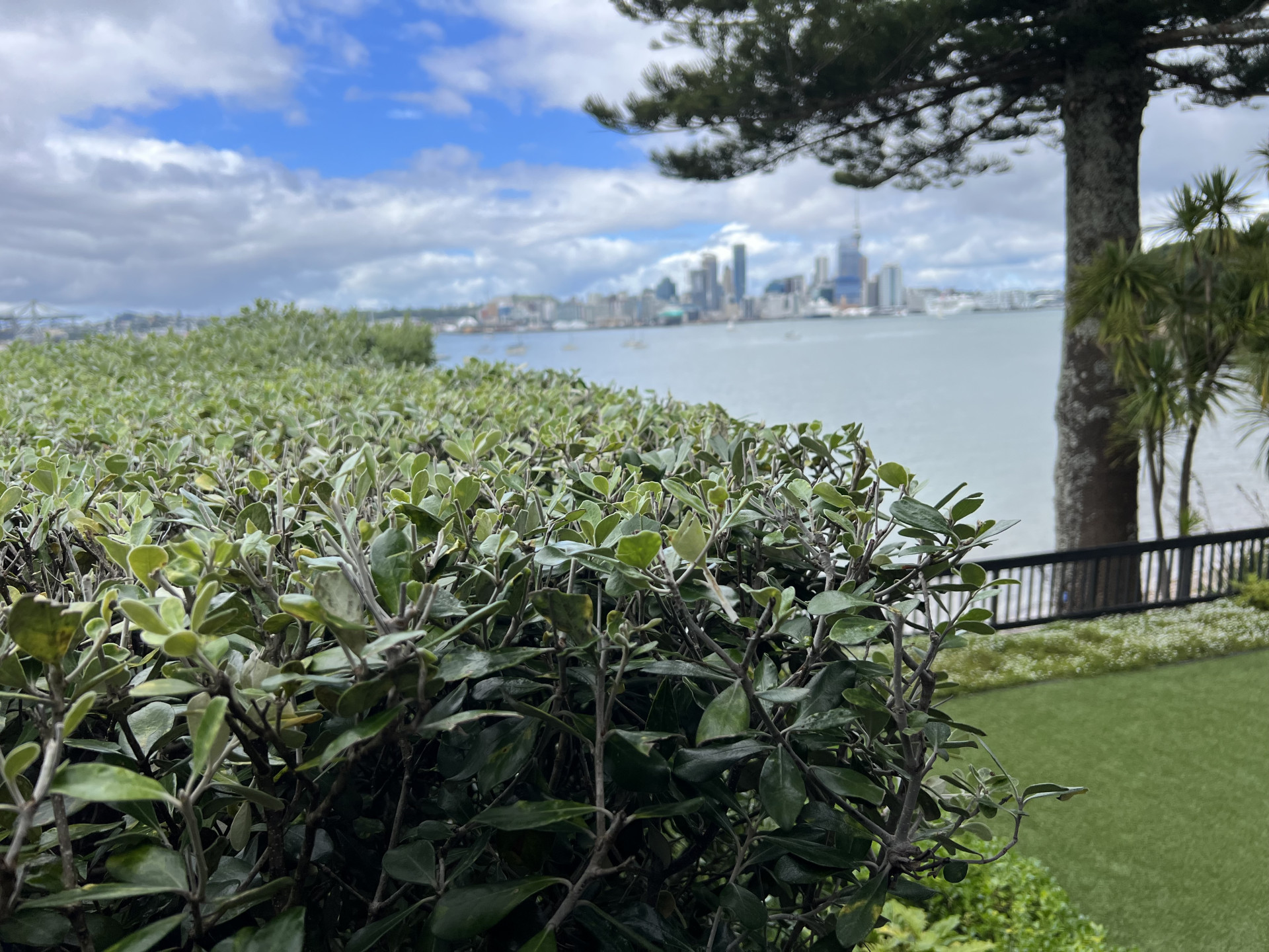 Manicured garden beds and lawn at a waterfront property maintained by Masterscape, with Auckland city skyline and harbour in the background