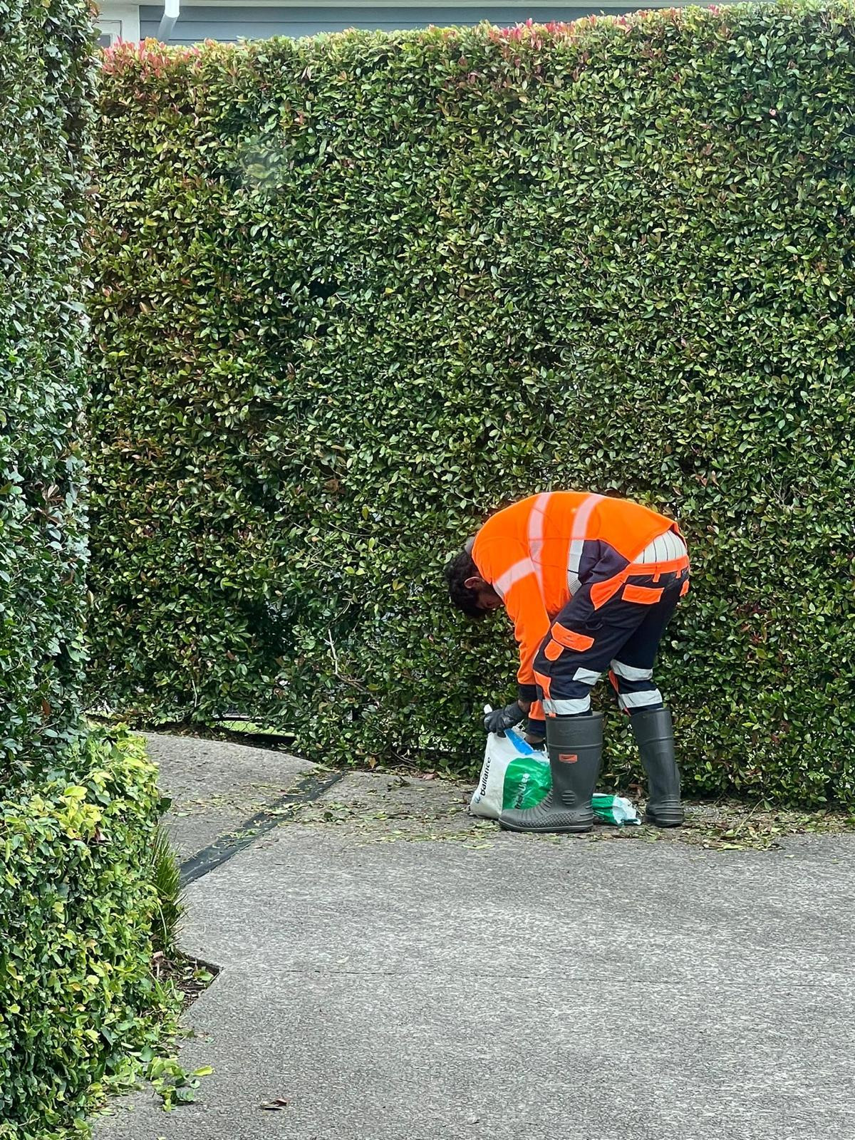 Masterscape crew member collecting hedge clippings from a driveway after trimming a large formal hedge at a residential property in Auckland