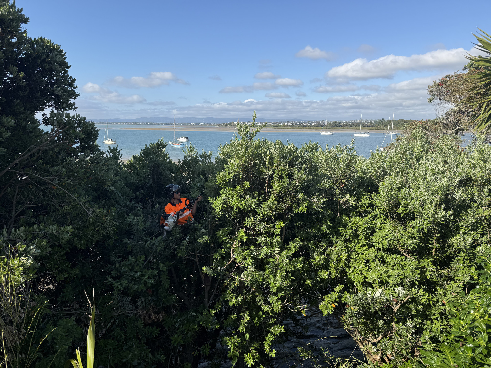 Masterscape arborist pruning trees on a coastal property overlooking Auckland Harbour with sailboats in the background