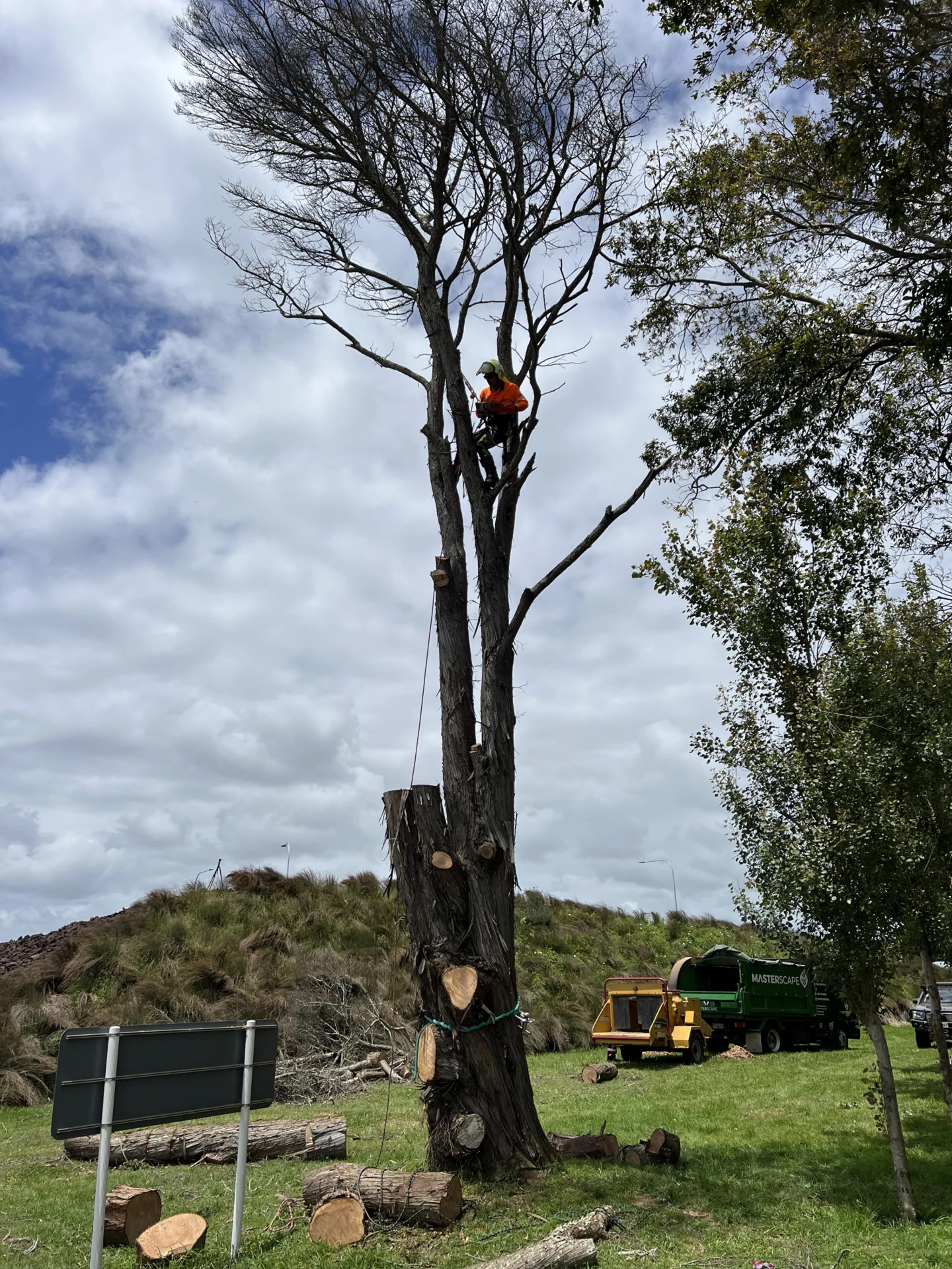 Masterscape arborist climbing a large dead tree for staged removal with branded Masterscape truck and chipper visible in the background in Auckland