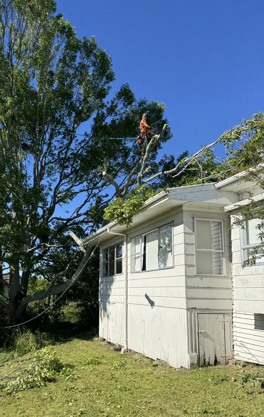 Masterscape arborist working at height to safely remove a storm-damaged tree that has fallen across the roof of a residential property in Auckland