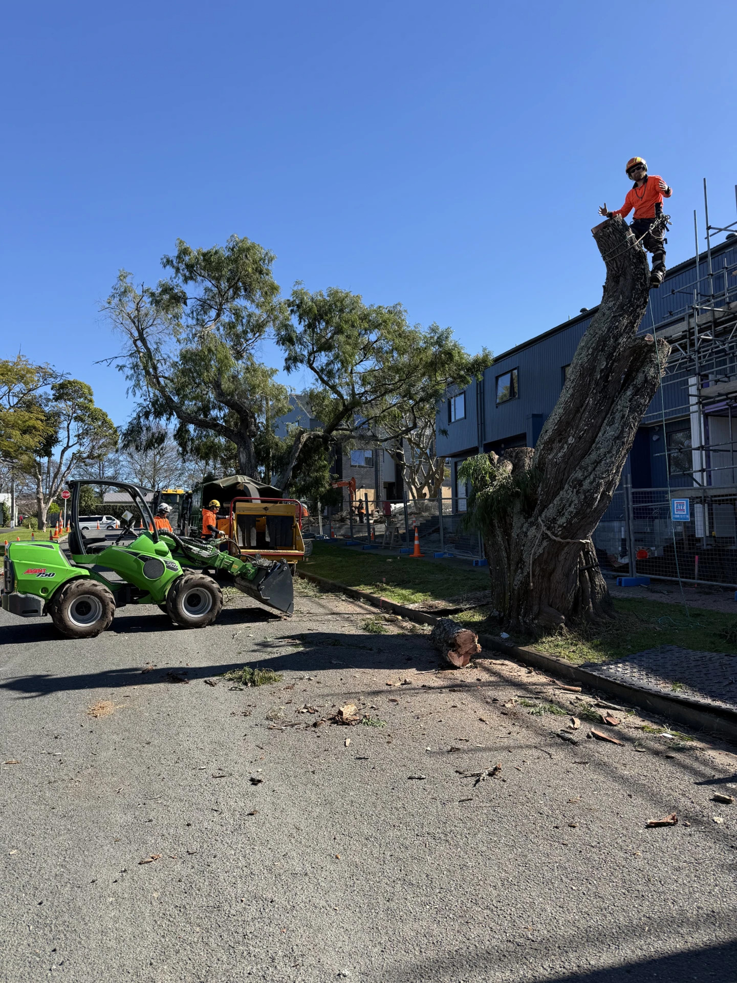 Masterscape full crew carrying out a large tree removal in an urban street using an Avant loader, chipper, and arborist at height in Auckland