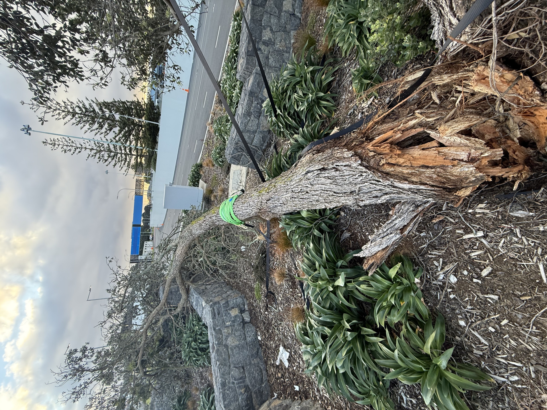 Large tree uprooted and fallen across a commercial roadside garden bed during a storm in Auckland, secured with rigging rope ready for removal