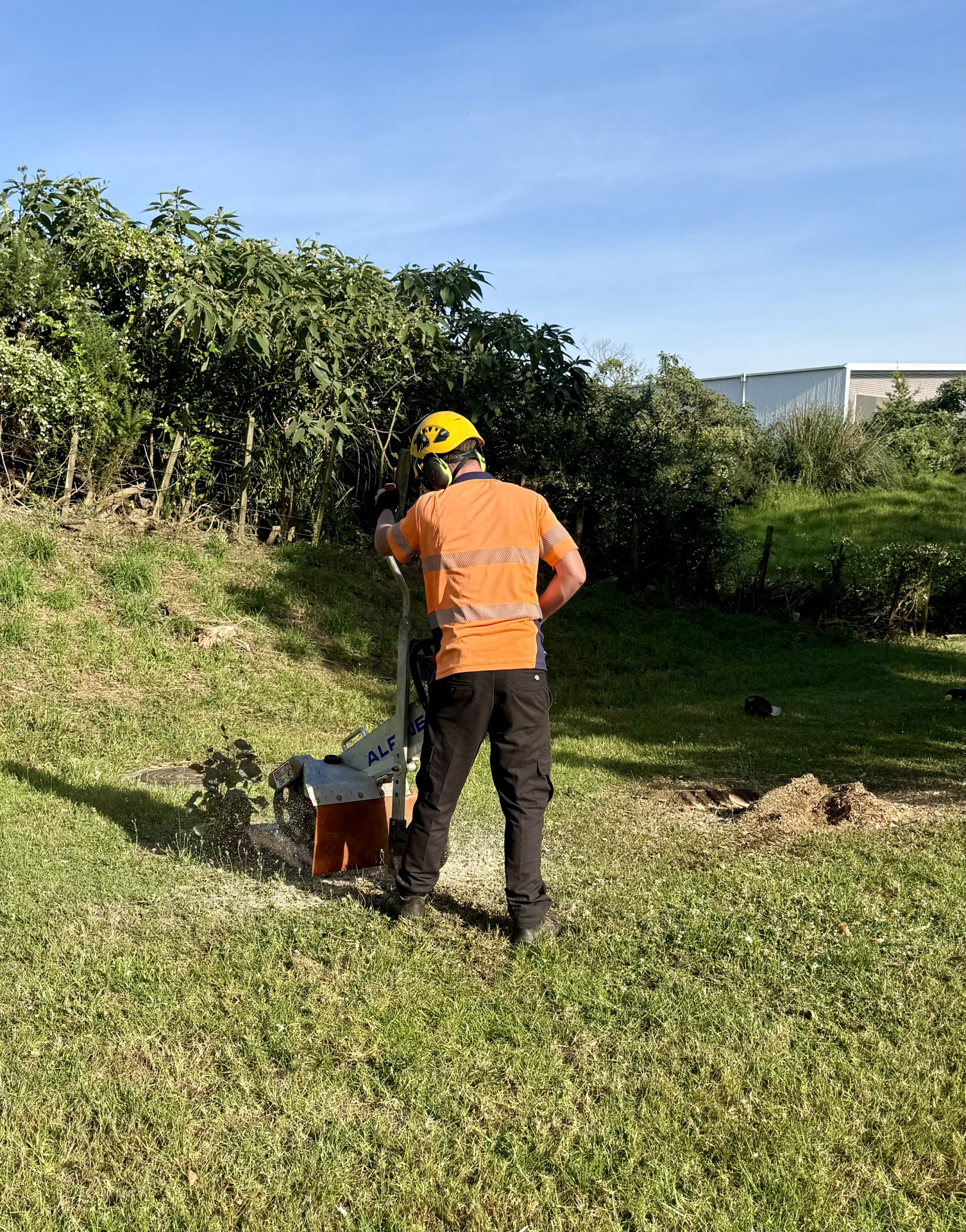 Masterscape crew member using a stump grinder with full PPE to grind a tree stump flush with a residential lawn in Auckland