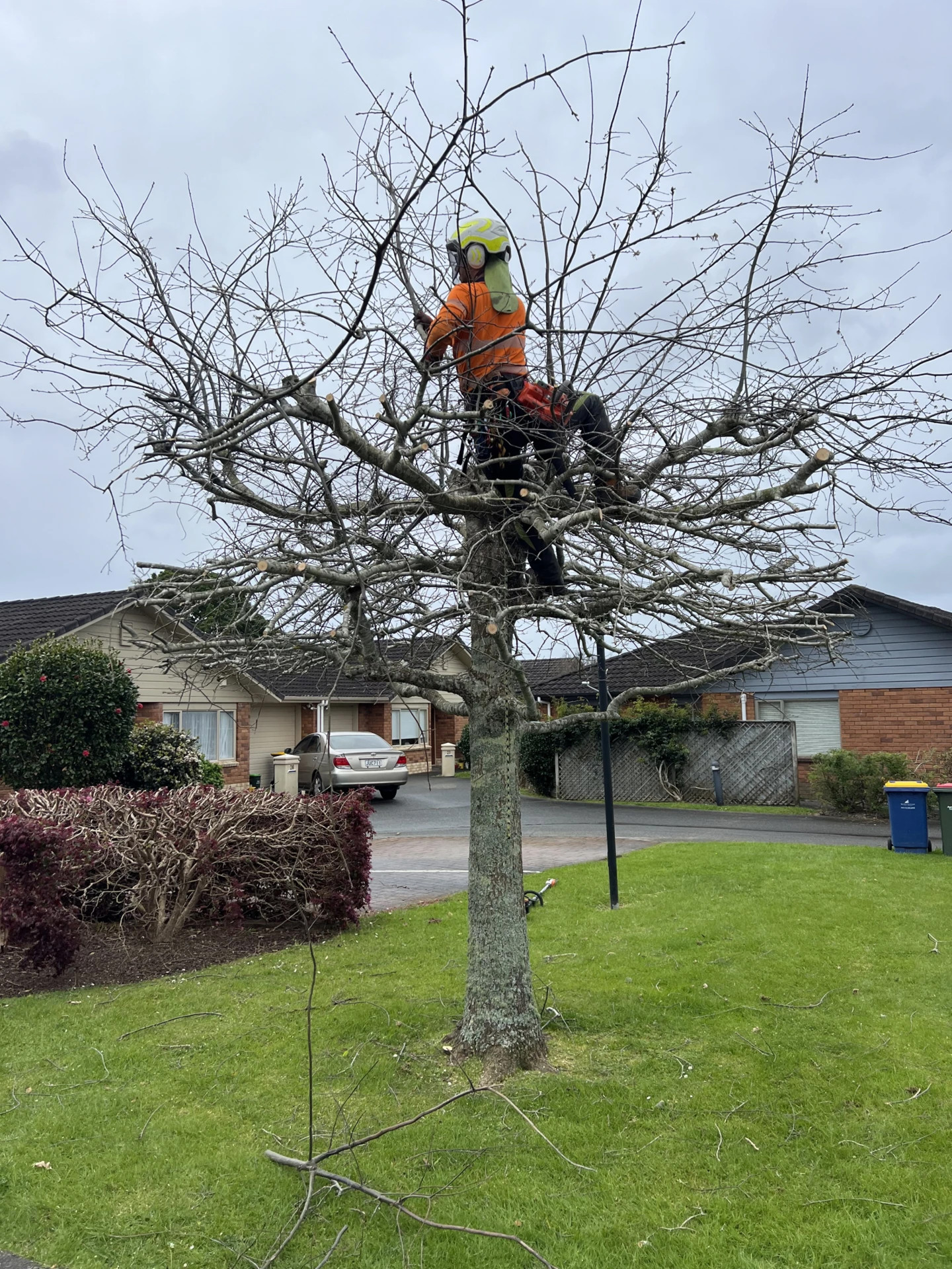 Masterscape arborist pruning the crown of a large deciduous tree in winter at a residential property in Auckland