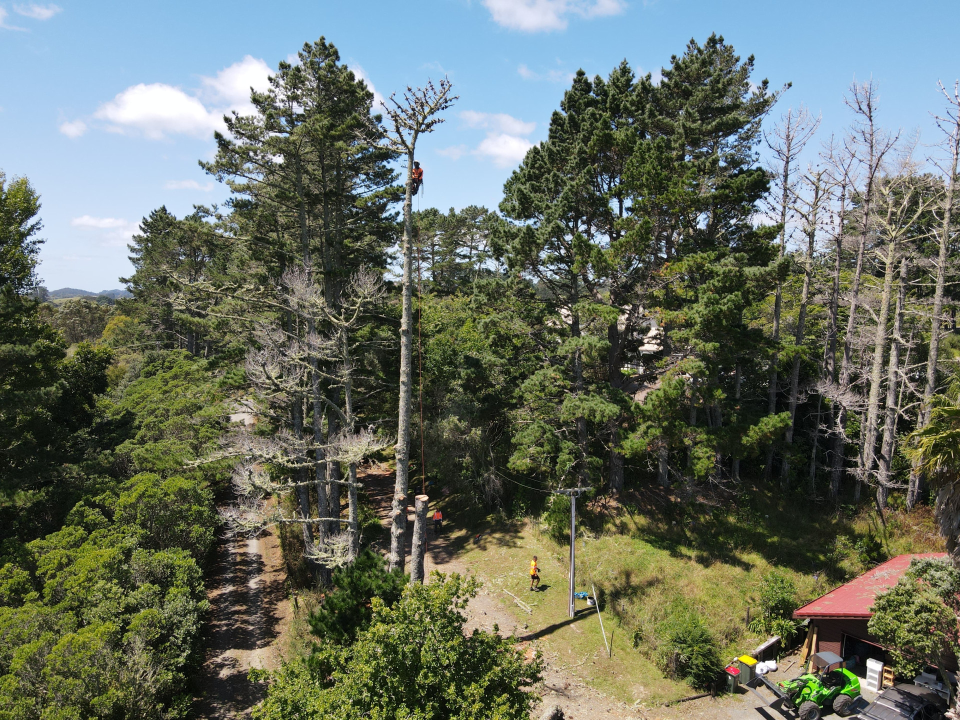 Aerial view of a Masterscape arborist high in the canopy of a tall pine tree during a large-scale tree removal operation in Auckland
