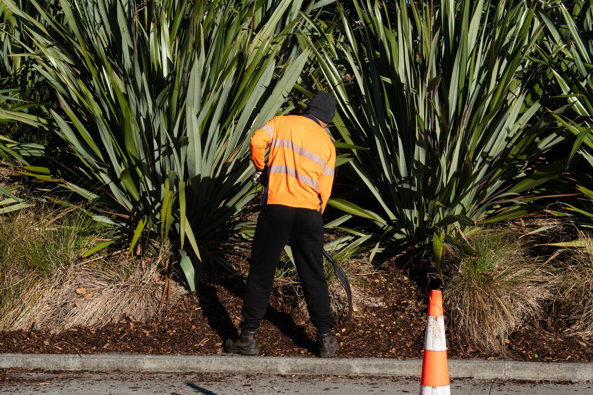 Masterscape crew member tending to native flax plantings in a roadside garden bed with traffic management cone in Auckland