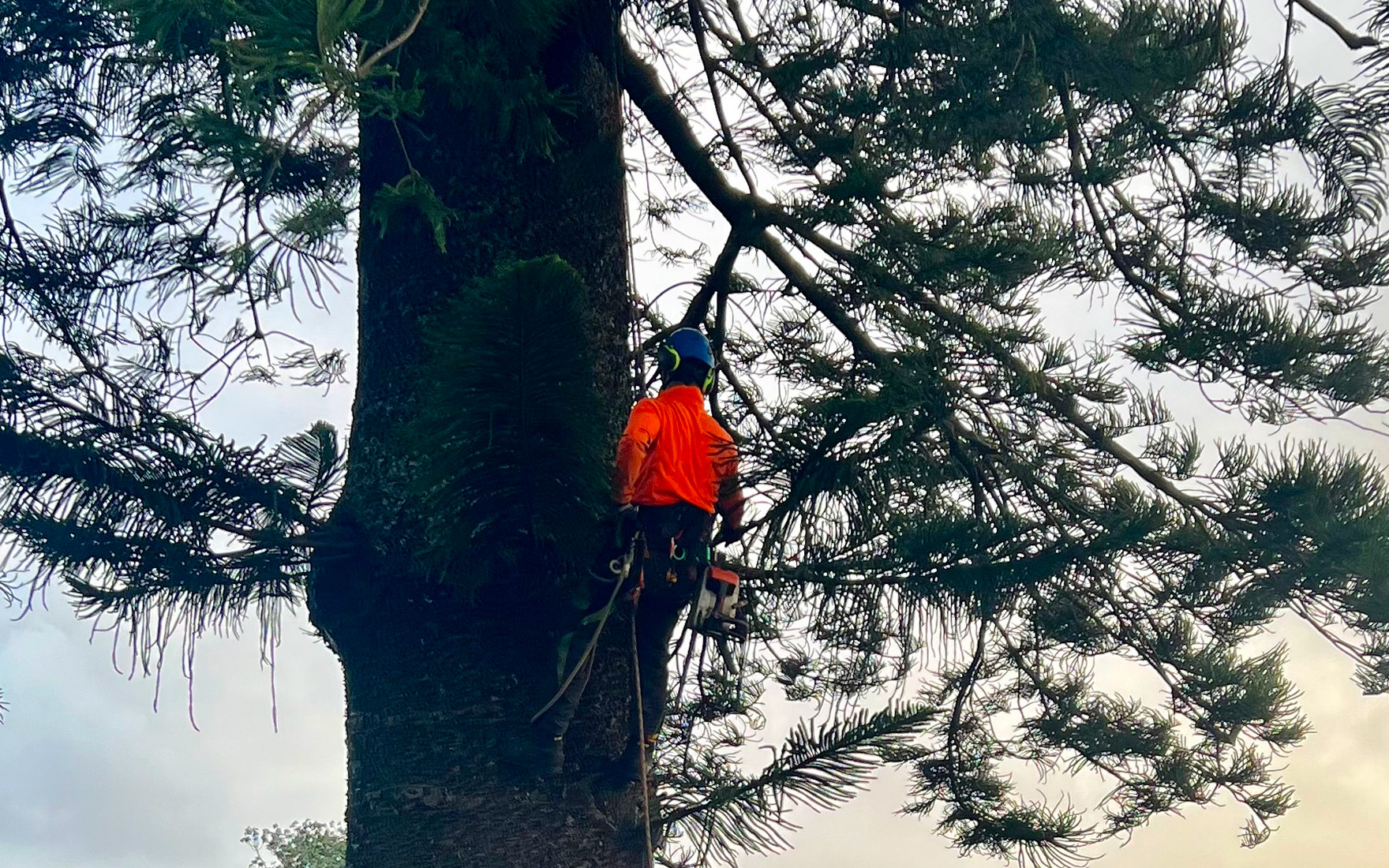 Masterscape arborist climbing a large pine tree with chainsaw and safety ropes during a tree pruning job in Auckland