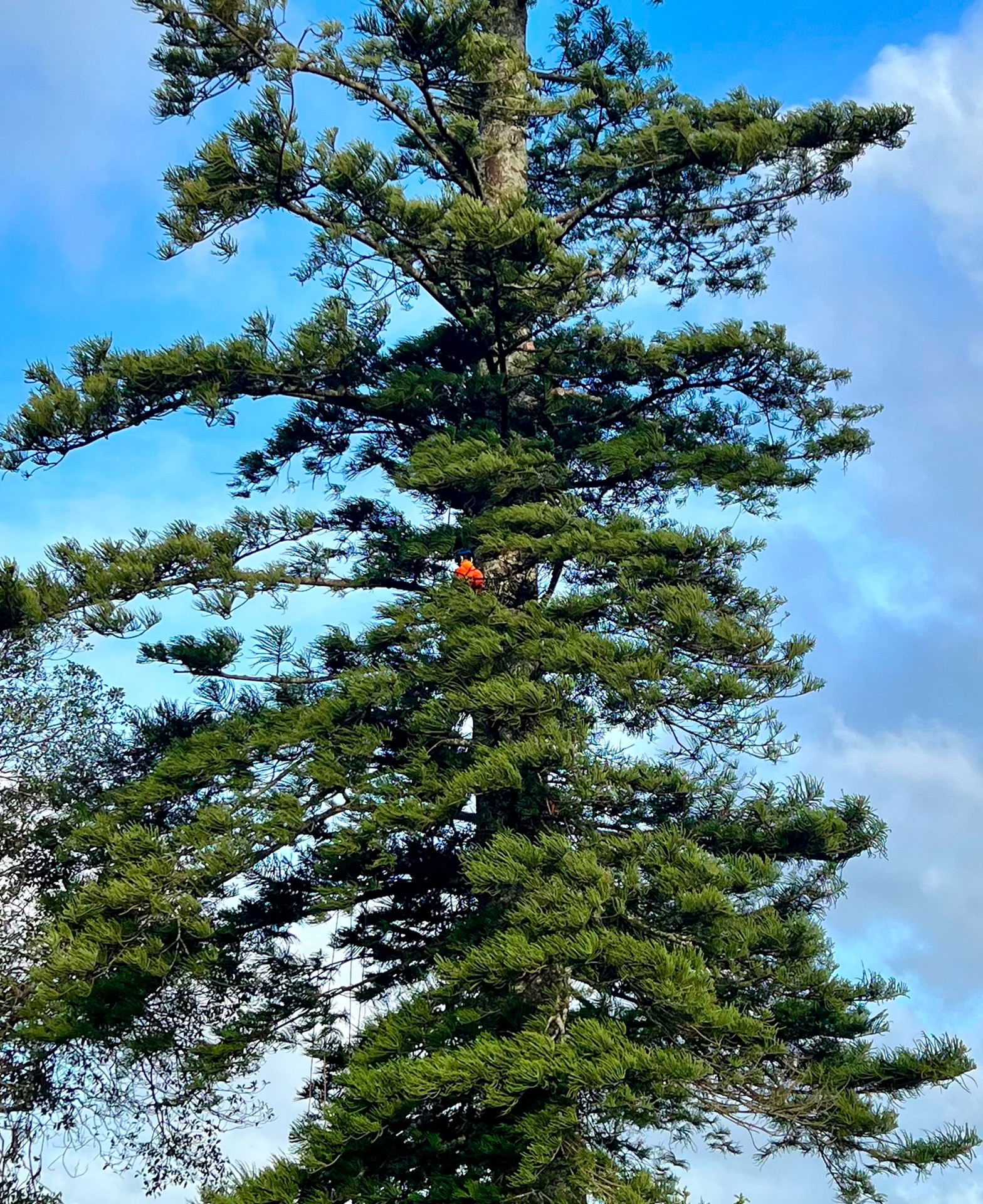 Masterscape arborist working high in the canopy of a tall Norfolk pine tree against a blue sky in Auckland