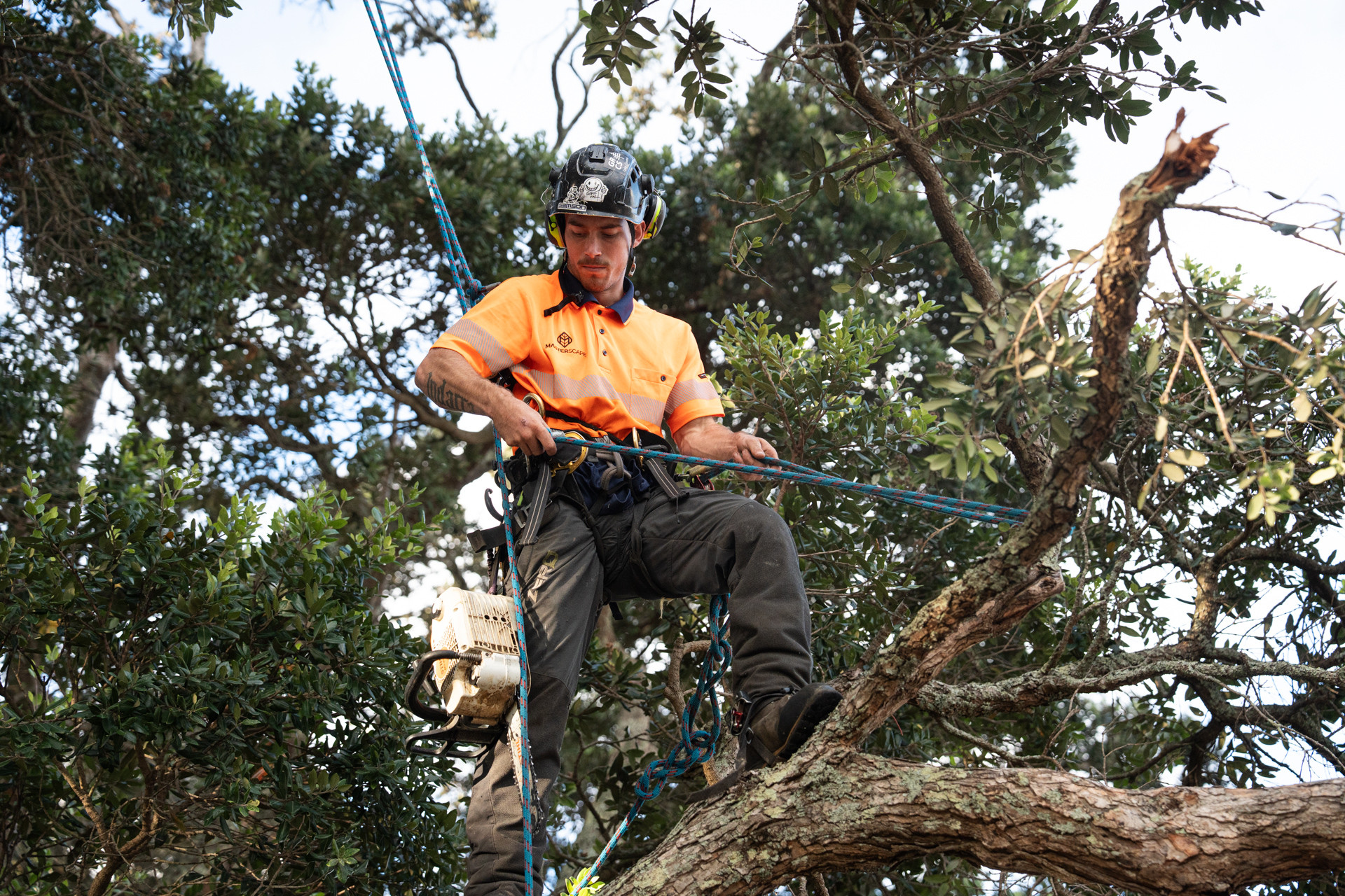 Masterscape certified arborist rigging ropes high in a tree canopy during a professional tree pruning job in Auckland