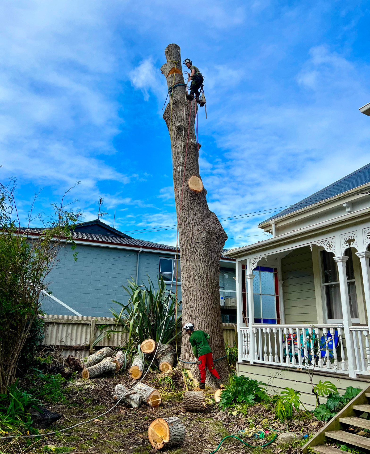 Two Masterscape arborists removing a large tree in sections next to a residential villa in Auckland using ropes and chainsaw